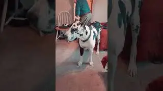 Great Dane Love Bedtime Itch