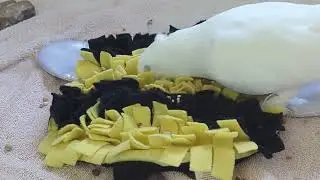 cricket enjoys a foraging mat