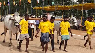 2025 నరసరావుపేట లో 12జత 4పళ్ళు లో గుమ్మాల సాయికుమార్ రెడ్డి గారు చెన్నూరు విలేజ్ కడప( అర్జున్ భీమా )