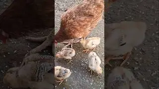 THE HEN AND ITS CHICKS #shortvideo #asmr
