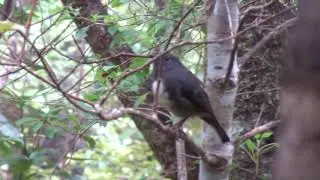 South Island Robin sings