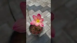 pink Thai lily