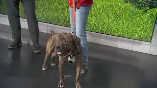 Adopt A Pet: Community Animal Rescue Effort