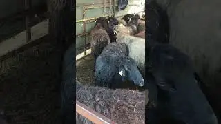 #sheep #sacrifice
