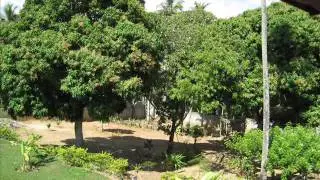 Pena Branca e Xavantinho - Eu, a Viola e Deus