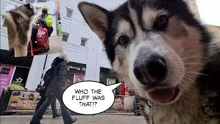 Talking Husky gets spotted in public wherever he goes!