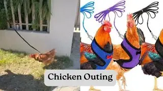 They make this look easy: Taking chicken for a walk #chicken #freerangechickens #backyardchickens