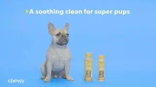 Burt's Bees Oatmeal Shampoo with Colloidal Oat Flour & Honey for | RestOviebelle