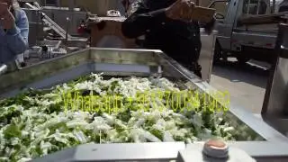Cassava Leaf washer|Vegetable washer--   +8613700841969