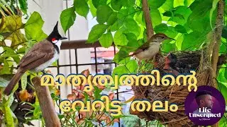 Interspecific Feeding | Tailorbird feeding bulbul's baby|