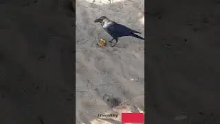 crow #eating #beach#sorts video