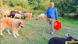 Meho nomad oženio sam se sa 16 god danas imam 100km penzije i ovo stado ovaca#edin