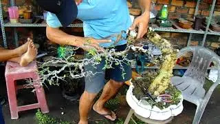 Wrightia religiosa bonsai demo amazing , rapid prototyping bonsai tree