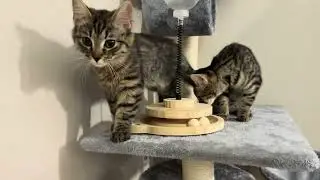 Cats torment dogs 🤣 | No one was hurt ❤️