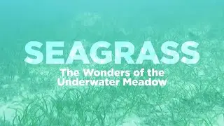 All about Seagrass and Seagrass Ecosystems