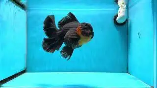 Show Grade Black Panther Godzilla Oranda Female 6.5 inches #1103OR_02