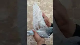 Racing pigeon Red Checker 0 Kali  baby