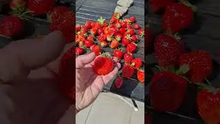 Summer in Denmark. Strawberry season. ❤️🍓. T&aring;singe.