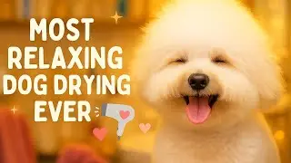 Watch This Fluffy Dog Get the Cutest Makeover Ever!