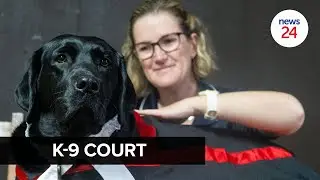 WATCH | How therapy dogs are helping children testify in SA courts