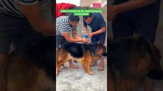 How to maintain coat of German shepherd | German shepherd double coat (Long Hair) | Pure Gsd #gsd