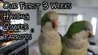 Having a Quaker Parrot and what to expect