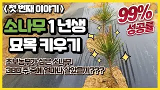 [Ep.1]초보농부가 도전한 소나무 1년생 묘목 키우기, 2년 후 모습 공개!!
