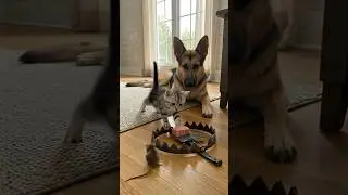 Will It Press the Trap? Watch What Happens&hellip; III #slowmotionpaw #trapwatch #shortclip