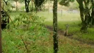 New mom vervet monkey protecting her baby #wildlife #africansafari #animals #kenya #shorts