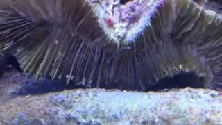 Digitate hydroid