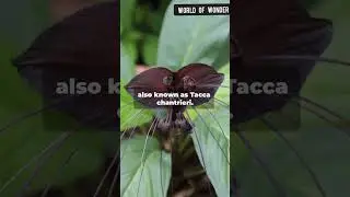 Plants That Look Like Animals! 🐒🌸