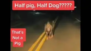 mutated half dog half Pig creature caught on camera