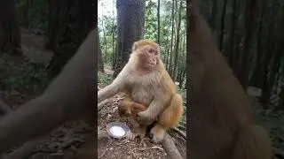 Baby Monkey You Must Watch With Creative Trap #Monkey #BabyMonkey #ShortVideos #EP117