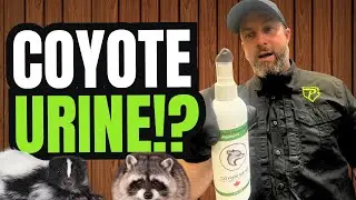 Coyote Urine- How To Use to Get Rid of Unwanted Wildlife