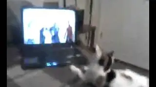 MY CAT LISTENIN TO JETGANG (CALIBUD) LOL