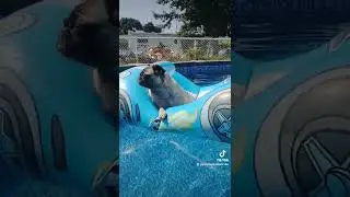 Peanut relaxing in the pool!