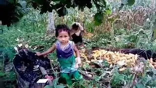 corn harvest ||upi maguindanao farming