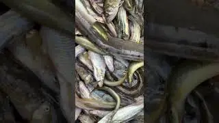Deshi fresh fish on sale at the local market &mdash; straight from water to bazar! 🐟🔥