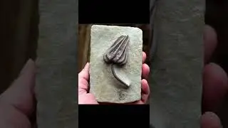 Crinoid stem fossil #fossil #stem #ancientcreatures