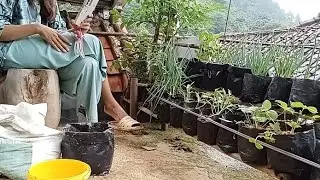 Nambah kegiatan tanam syr di polibek