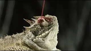 The Shocking Defense Tactic Of The  Horned Lizard !