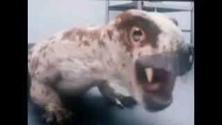Primeval (2011) voice Dee Bradley Baker as Diictodon