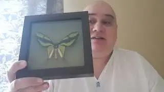 Ornithoptera paradisea chrisontenium в рамке!