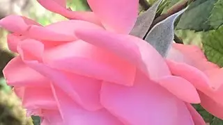 LOVELY NATURE FLOWERS 🌸 LOOK BEAUTIFUL// RAIN SOUNDS RELAXING// 🇩🇰🌸❤️🌧🇩🇰🍂🇩🇰