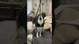 two truths and a lie: husky mom edition. #husky #huskies #dogs