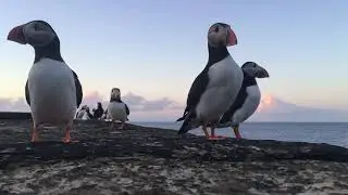 Puffin TV on Fowl Craig