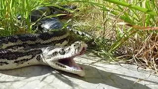 Big snake stretches his jaw