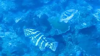 Nassau courtship color change at the Grammanik Bank MPA, St. Thomas, US Virgin Islands Feb. 2012