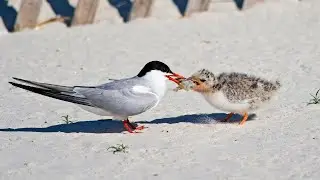 Tern Birds Unique Courtship Display and Breeding Behavior