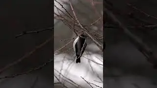 雪❄️エナガ　#shorts #エナガ #happyhovering  #birds #wildlife